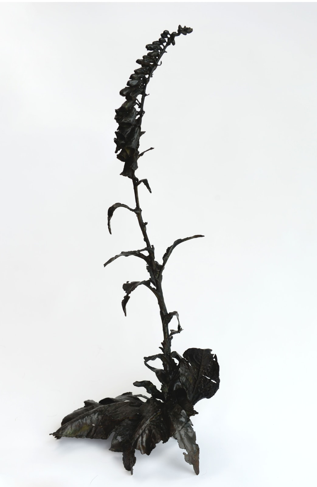 DOROTHY CROSS, Foxglove (curvy), 2013