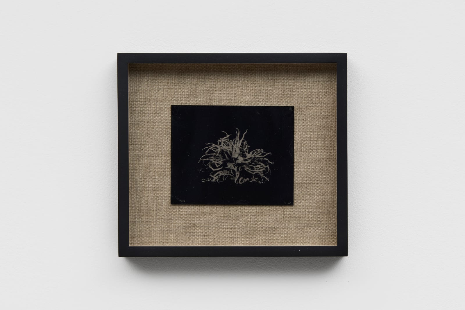 BRIDGET SMITH, Objects in Space (Plant), 2022