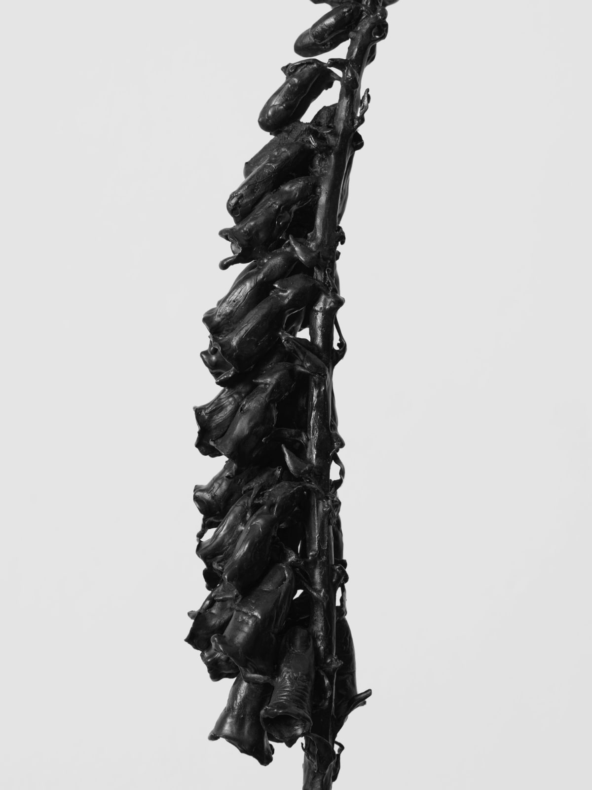 DOROTHY CROSS, Foxglove, 2024