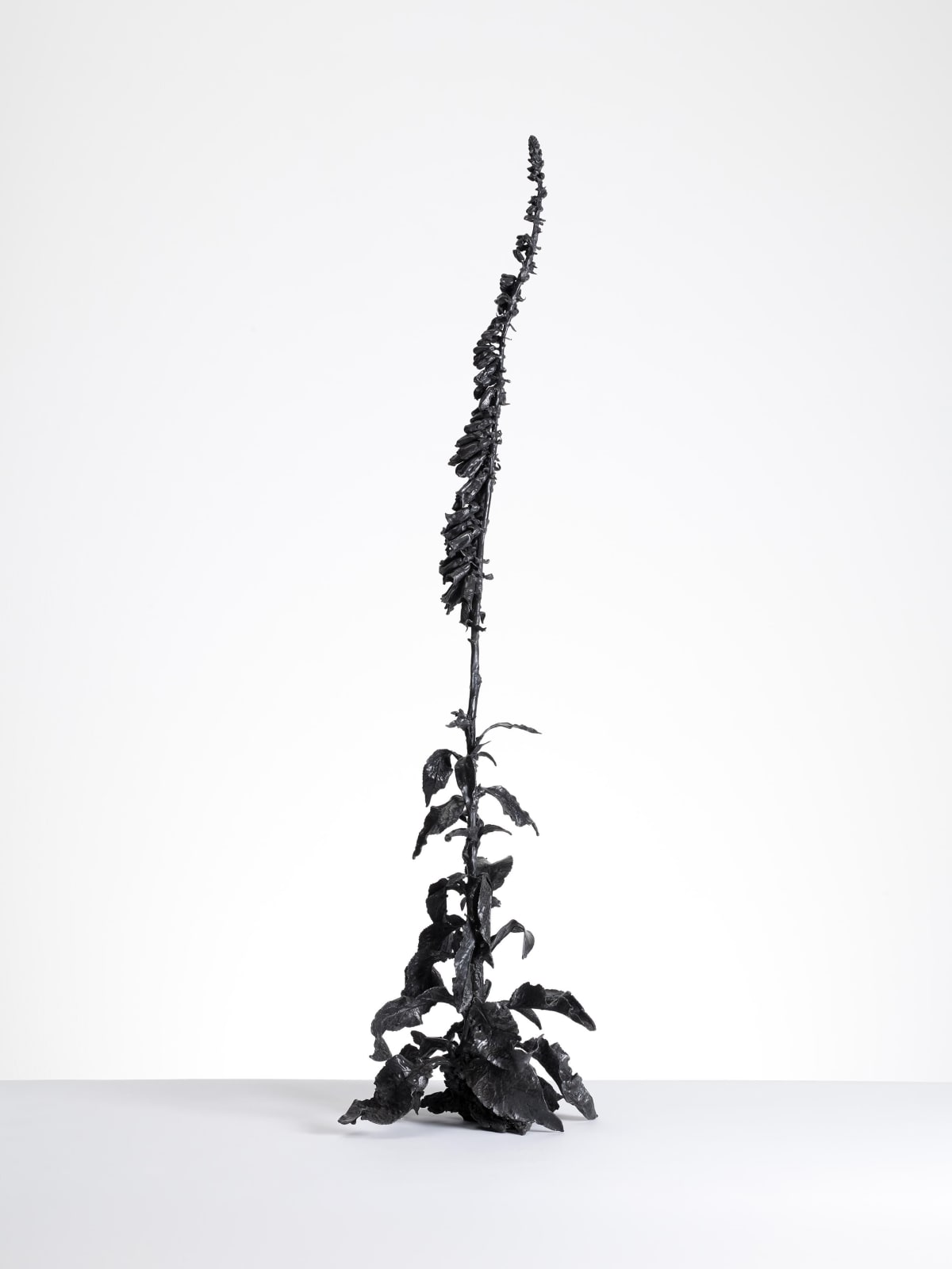 DOROTHY CROSS, Foxglove, 2020