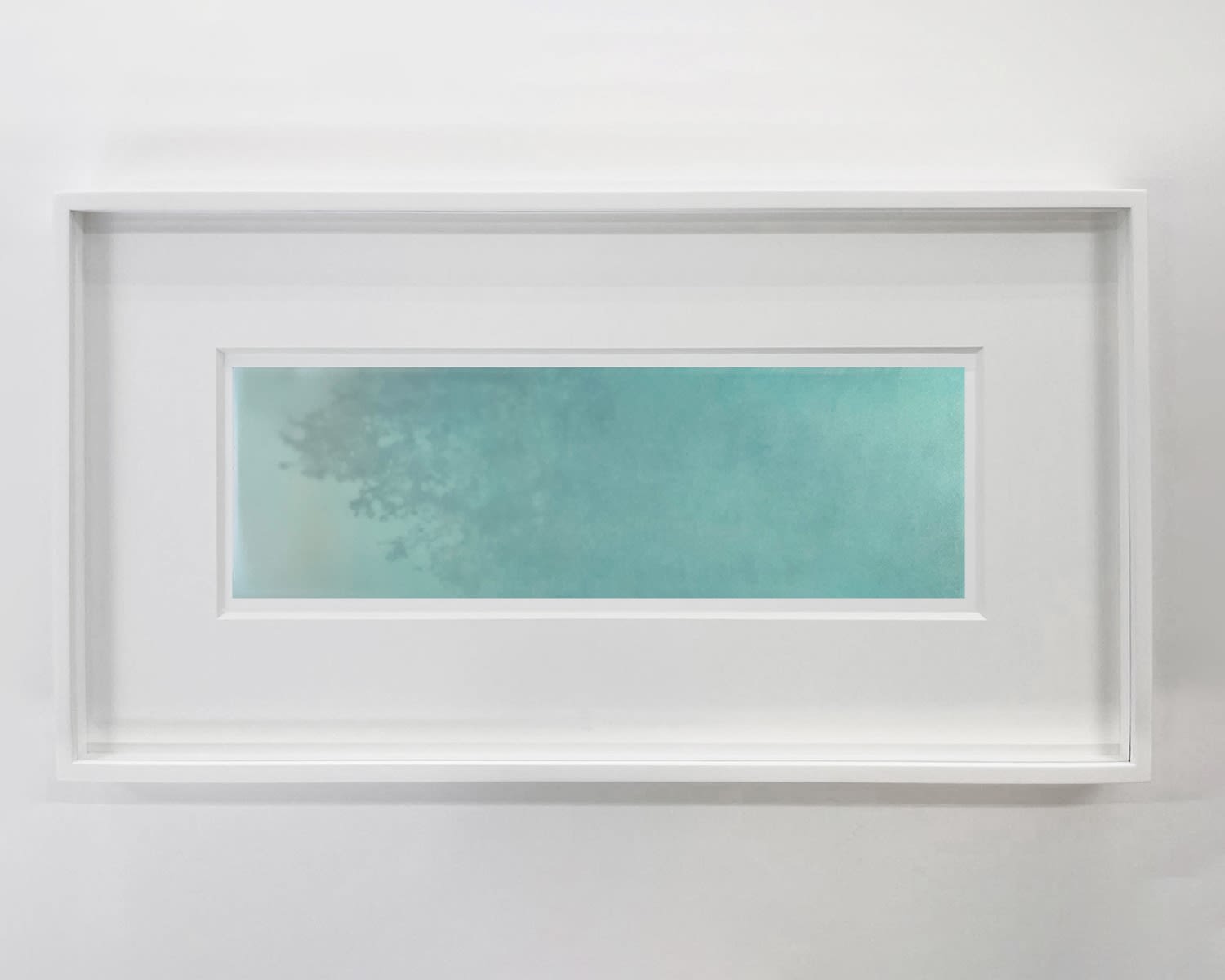 ANNA BARRIBALL, Untitled (tree, light and shadow), 2025