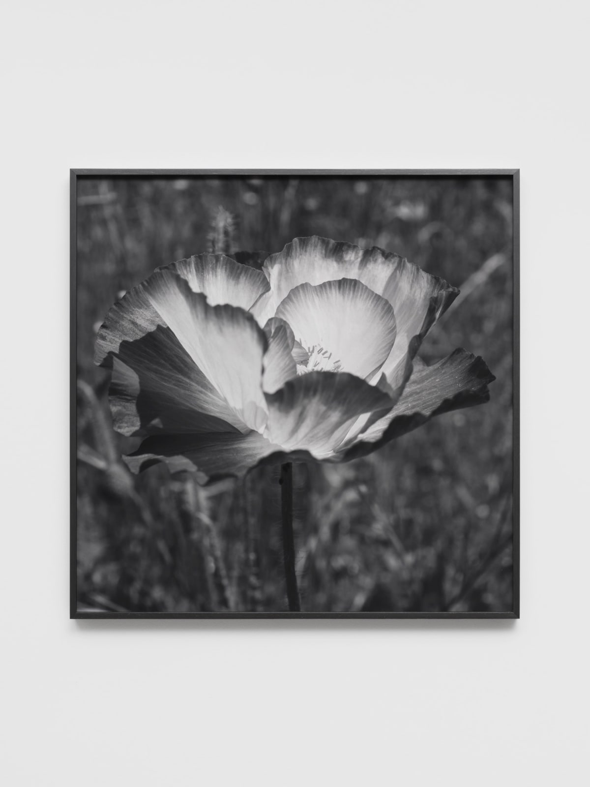 DAYANITA SINGH, Passion II, 2024