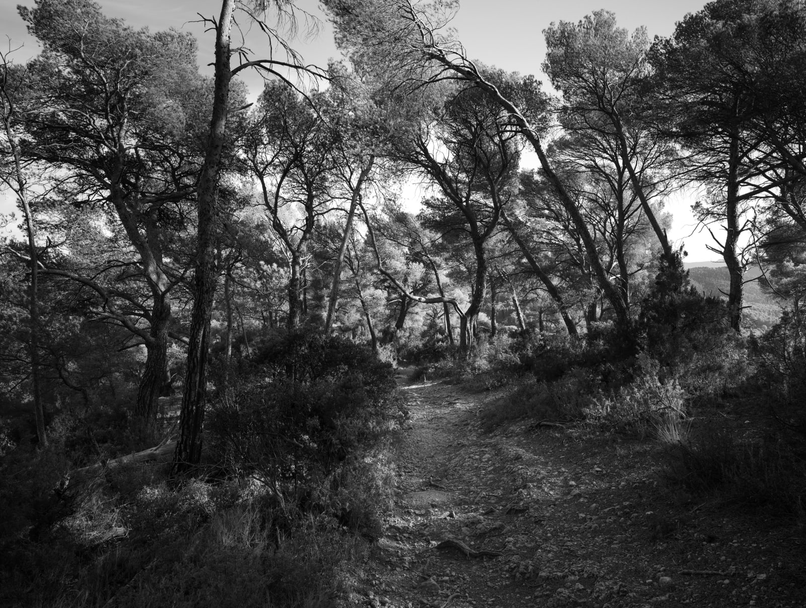 JOHN RIDDY, Le Tholonet, 2024-25, (Series)