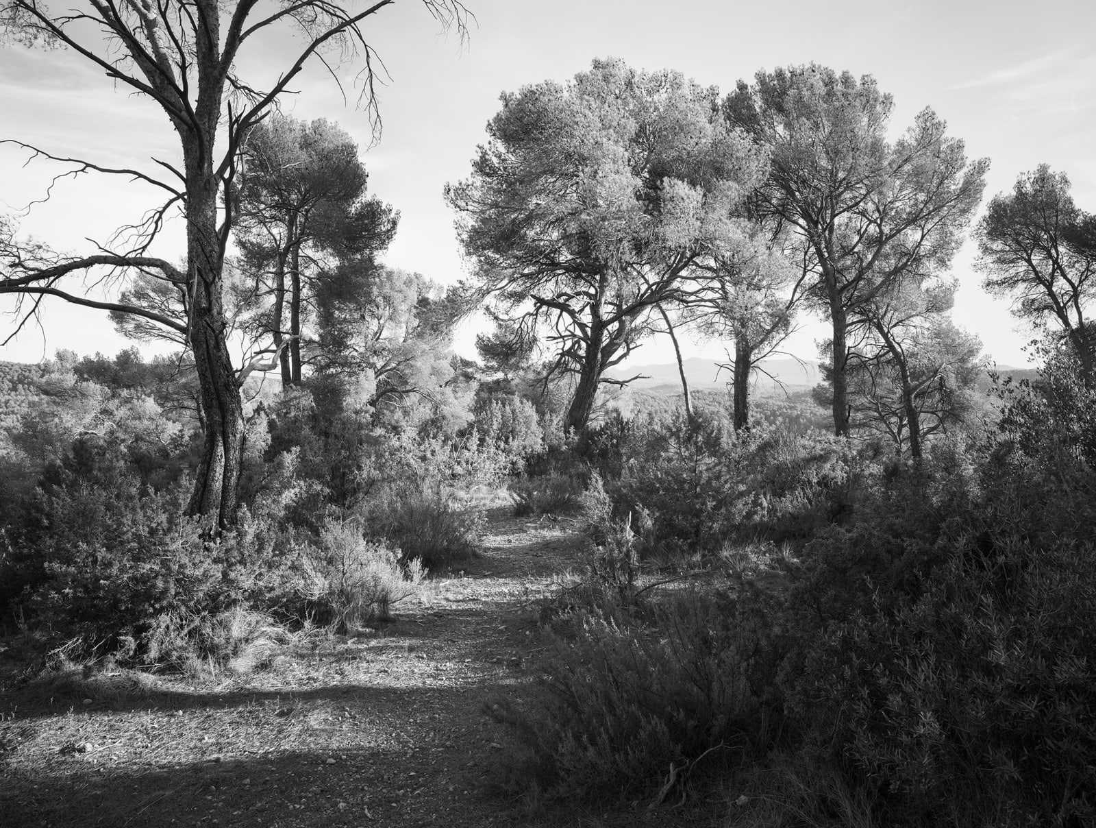 JOHN RIDDY, Le Tholonet, 2024-25, (Series)