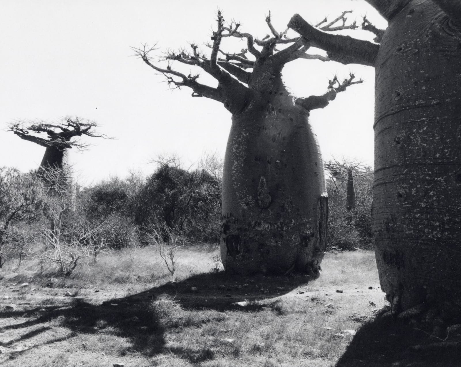 TACITA DEAN, BAOBAB (set I-VI), 2001