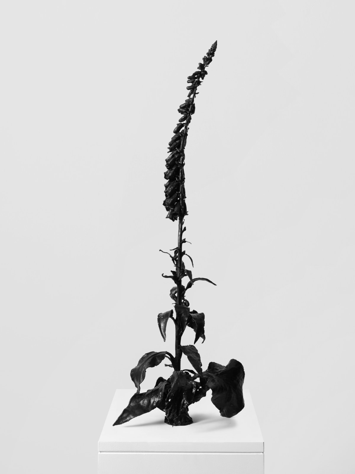 DOROTHY CROSS, Foxglove, 2024