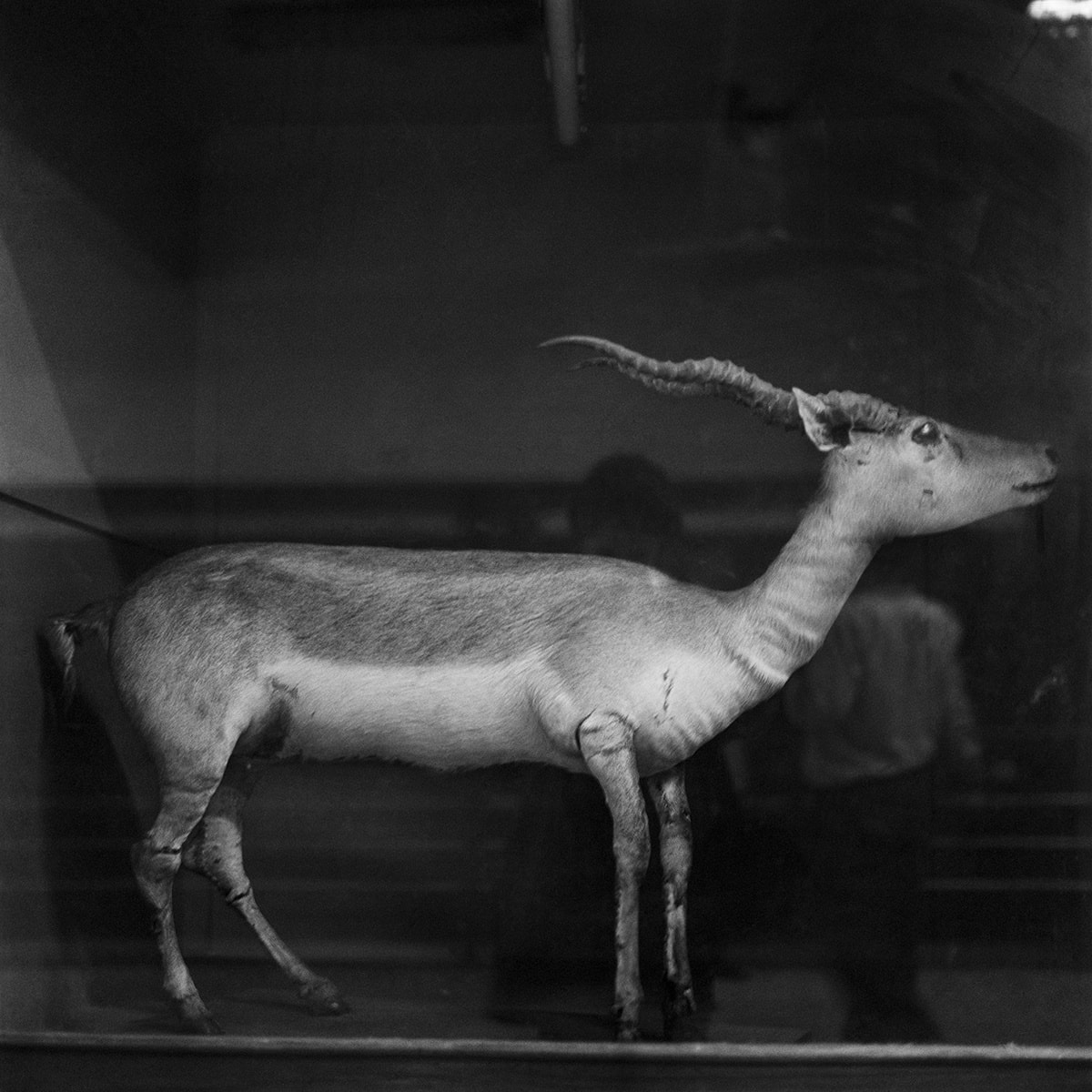 DAYANITA SINGH, Wildlife of India, 2024