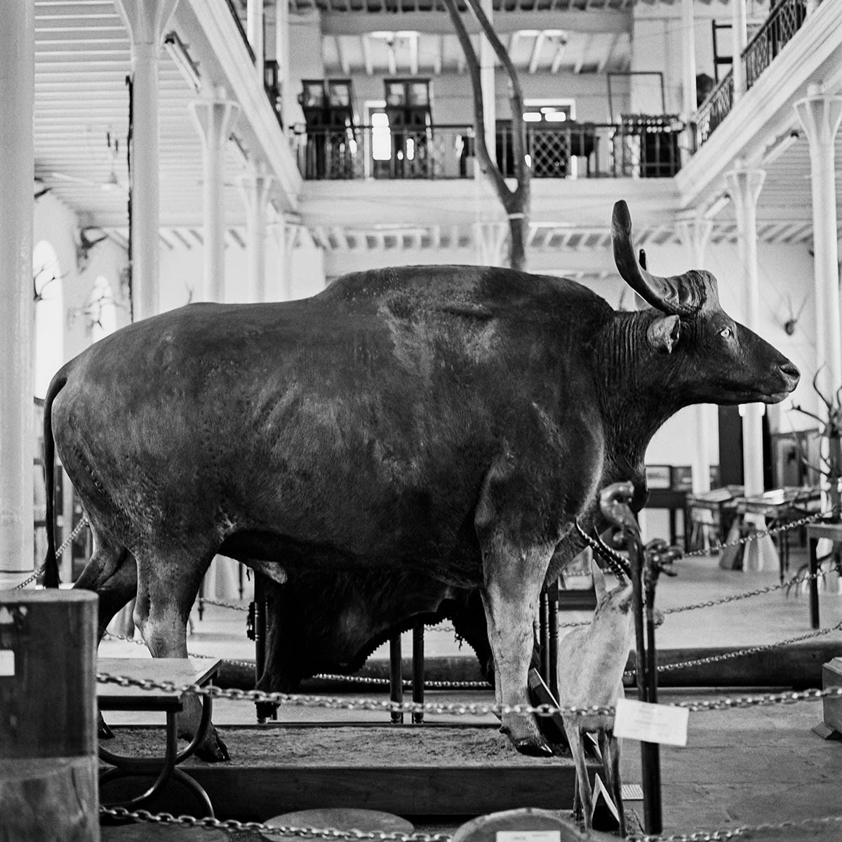 DAYANITA SINGH, Wildlife of India, 2024