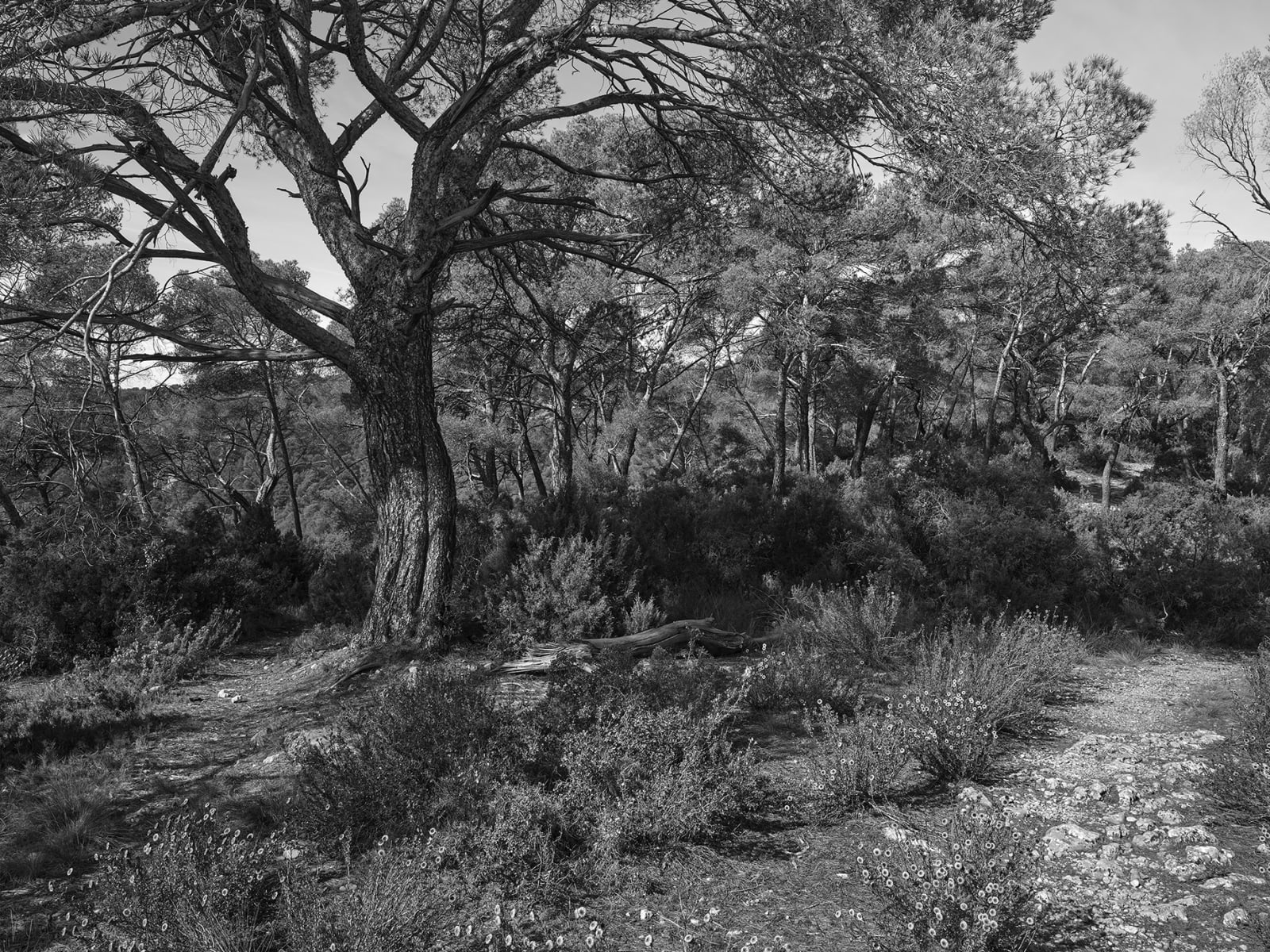 JOHN RIDDY, Le Tholonet (towards Bibémus), 2024