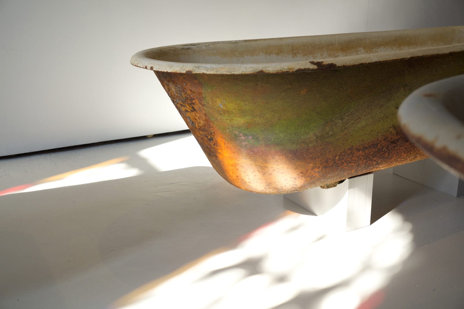 DOROTHY CROSS, Eye of Shark, 2014