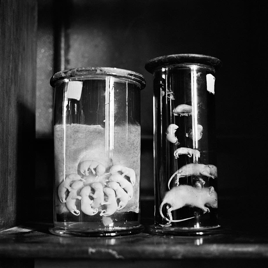 DAYANITA SINGH, Wildlife of India, 2024