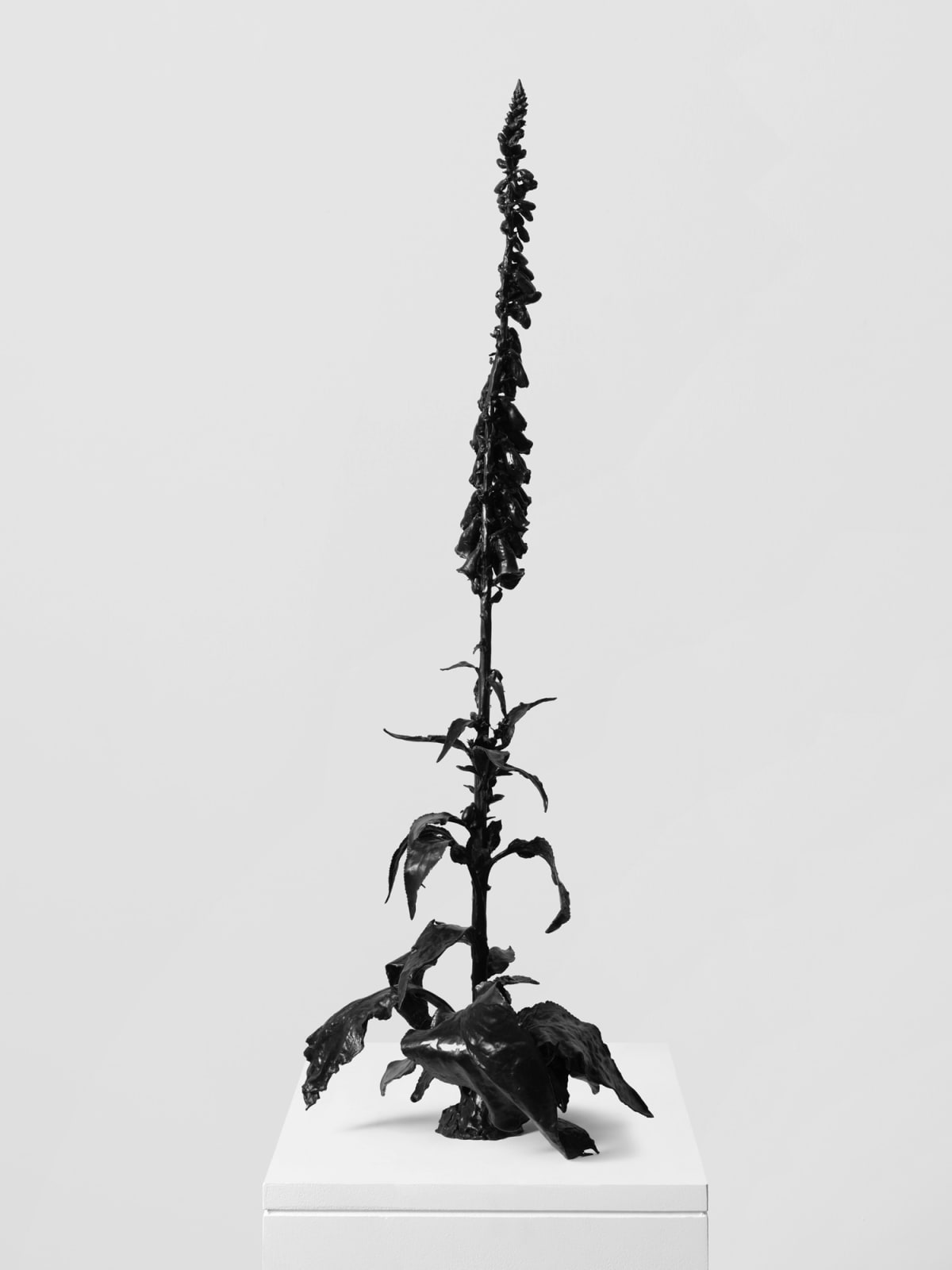 DOROTHY CROSS, Foxglove, 2024
