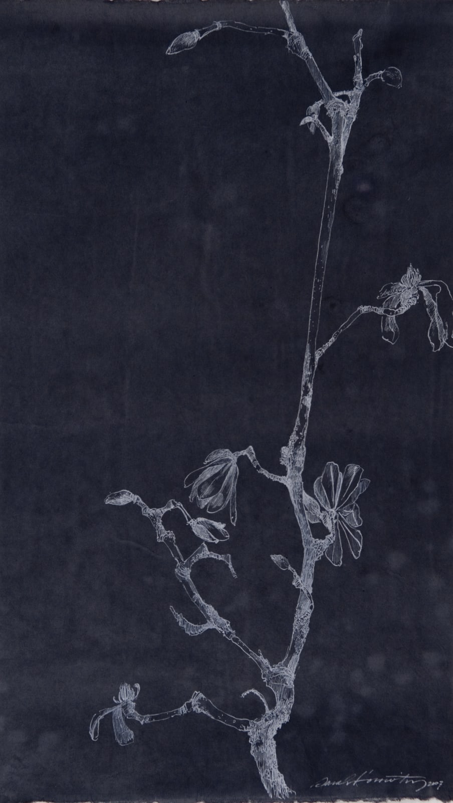 Sarah Horowitz, Blue Magnolia III, 2007