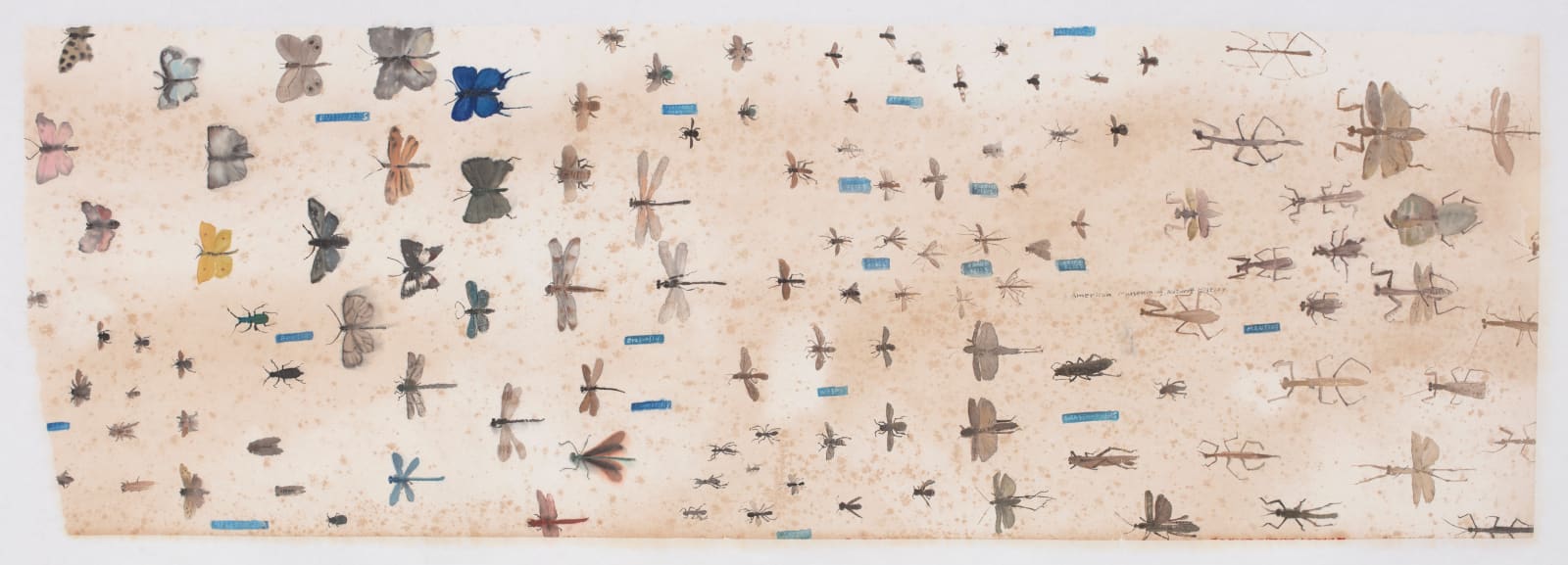 Luo Min, Memories from American Museum of Natural History 七朵玫瑰 Study of Roses 美国自然历史博物馆的草虫图 No.1 , 2024