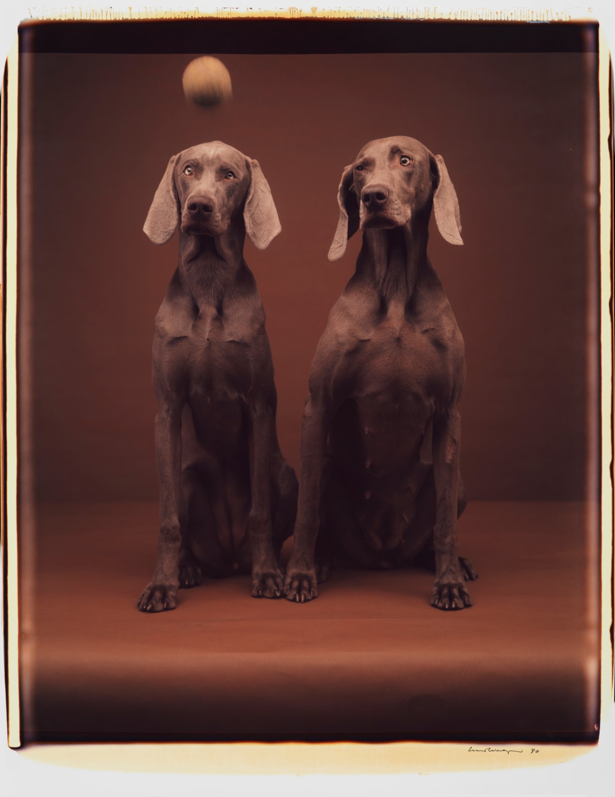 William Wegman, Untitled, 1990.