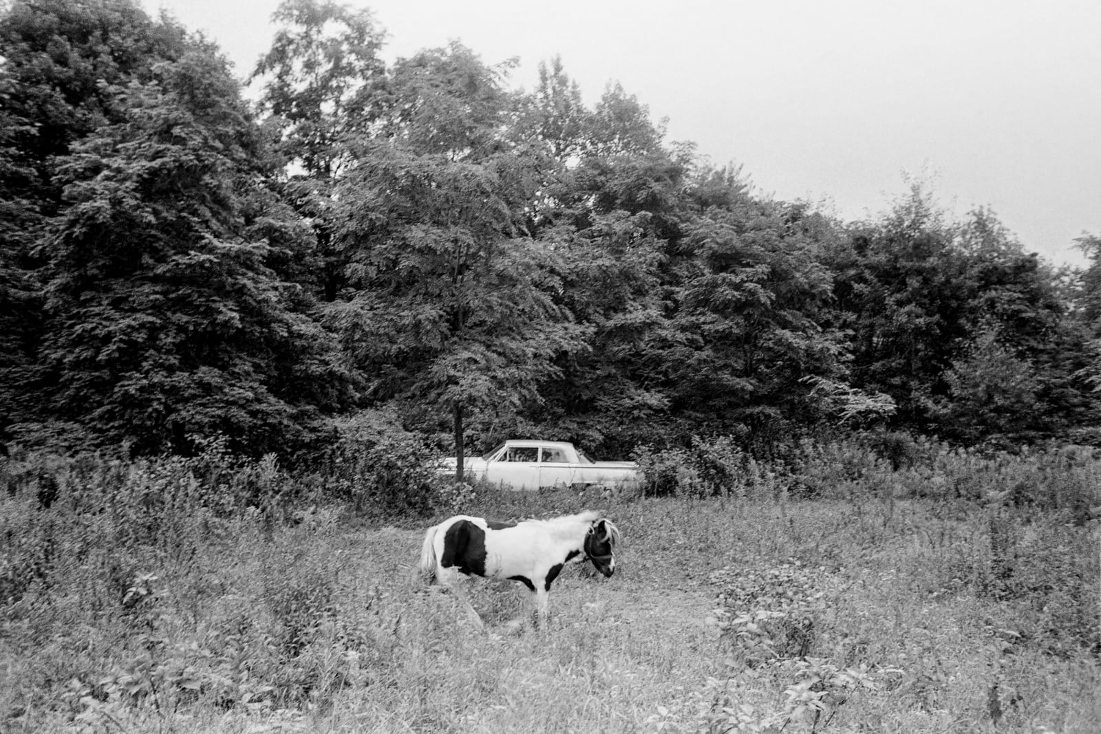 Clark Winter, Pasture, New Hampshire, 1971.