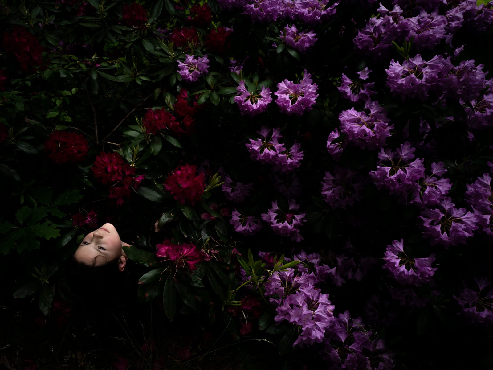 Cig Harvey, Rhododendrons /Scout), Camden, 2022.