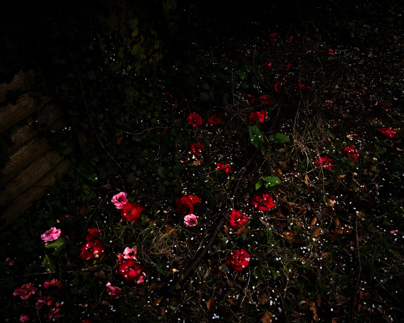 Cig Harvey, Hawthorn Blossoms & Camelias, Devon, England, 2024.