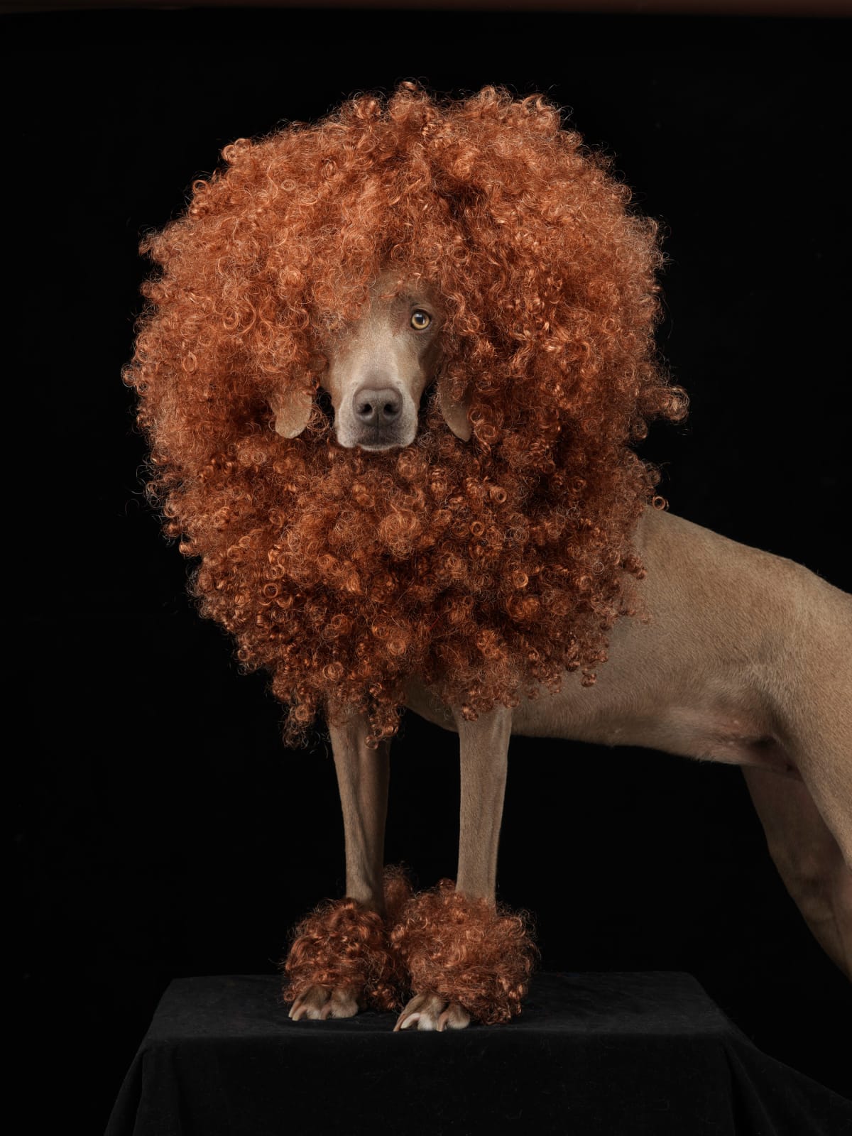 William Wegman, Penny the Poodle, 2011.