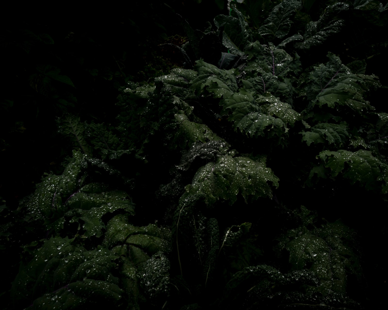 Cig Harvey, Night Garden, Eagle Island, Maine, 2021.