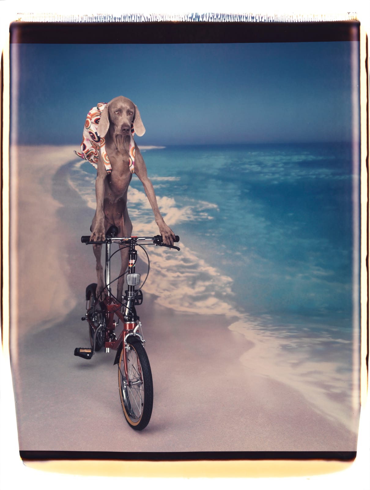 William Wegman, Untitled, 1991.
