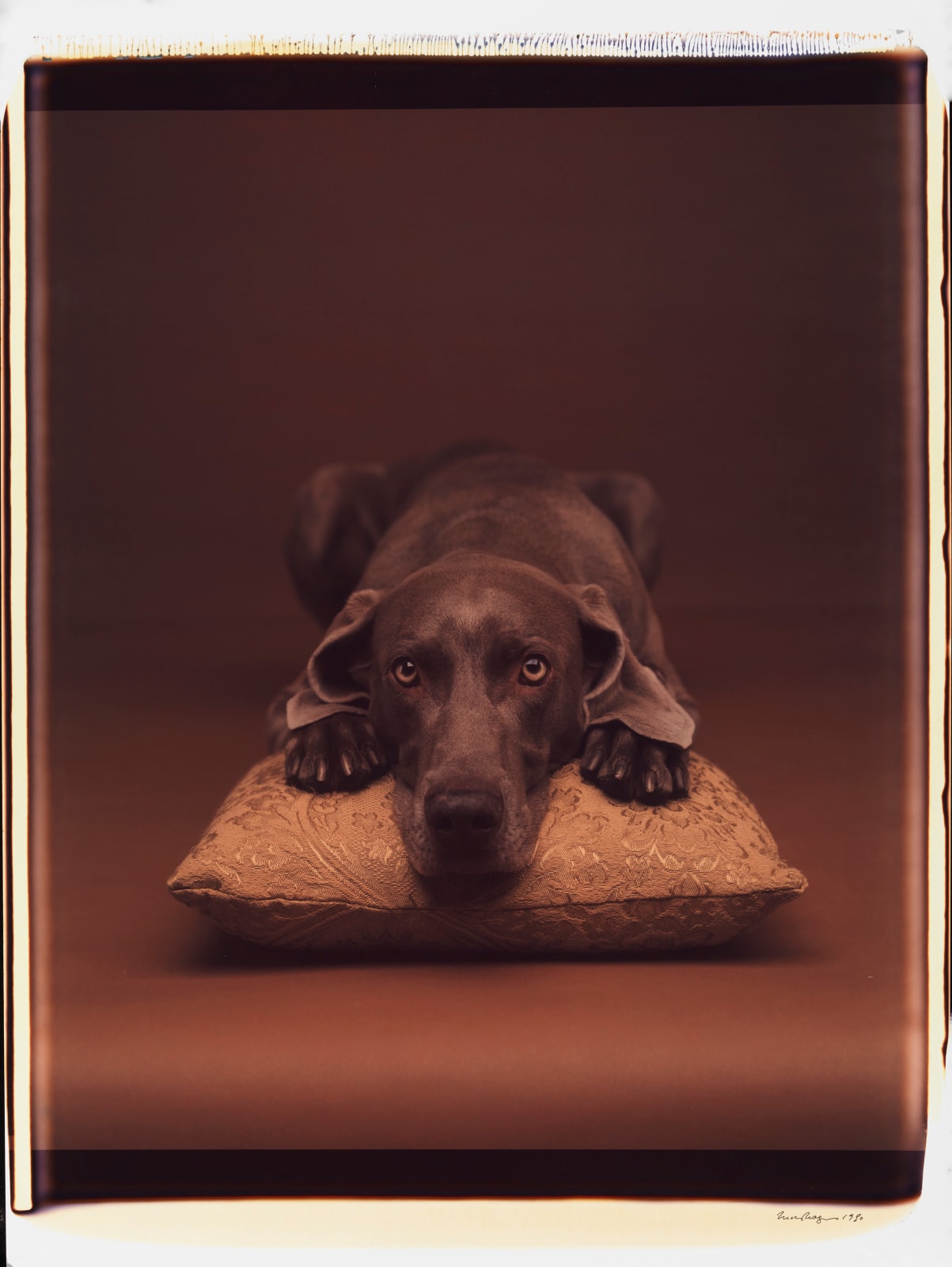 William Wegman, Untitled, 1990.