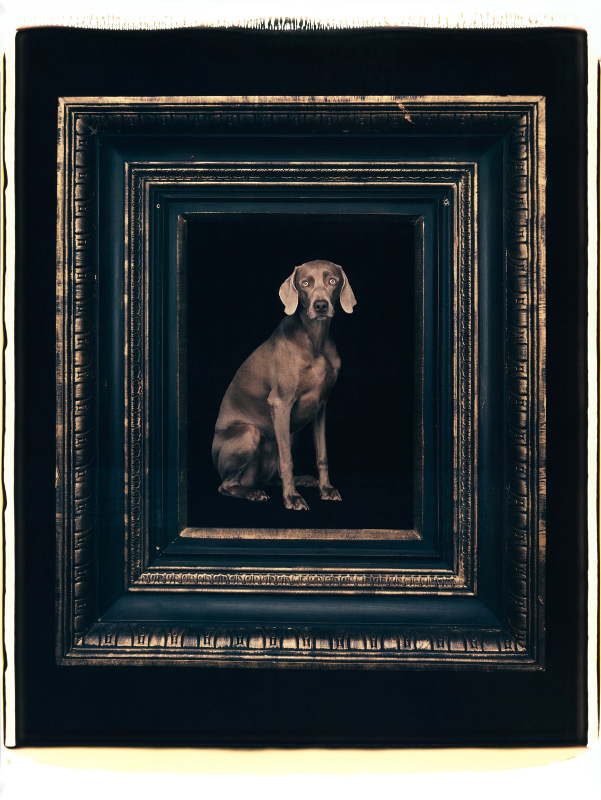 William Wegman, Daguerrotype, 2005.