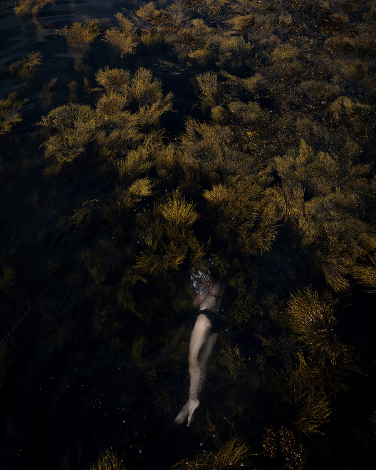 Cig Harvey, Winged Kelp and RockWeed, Elizabeth,, 2025.