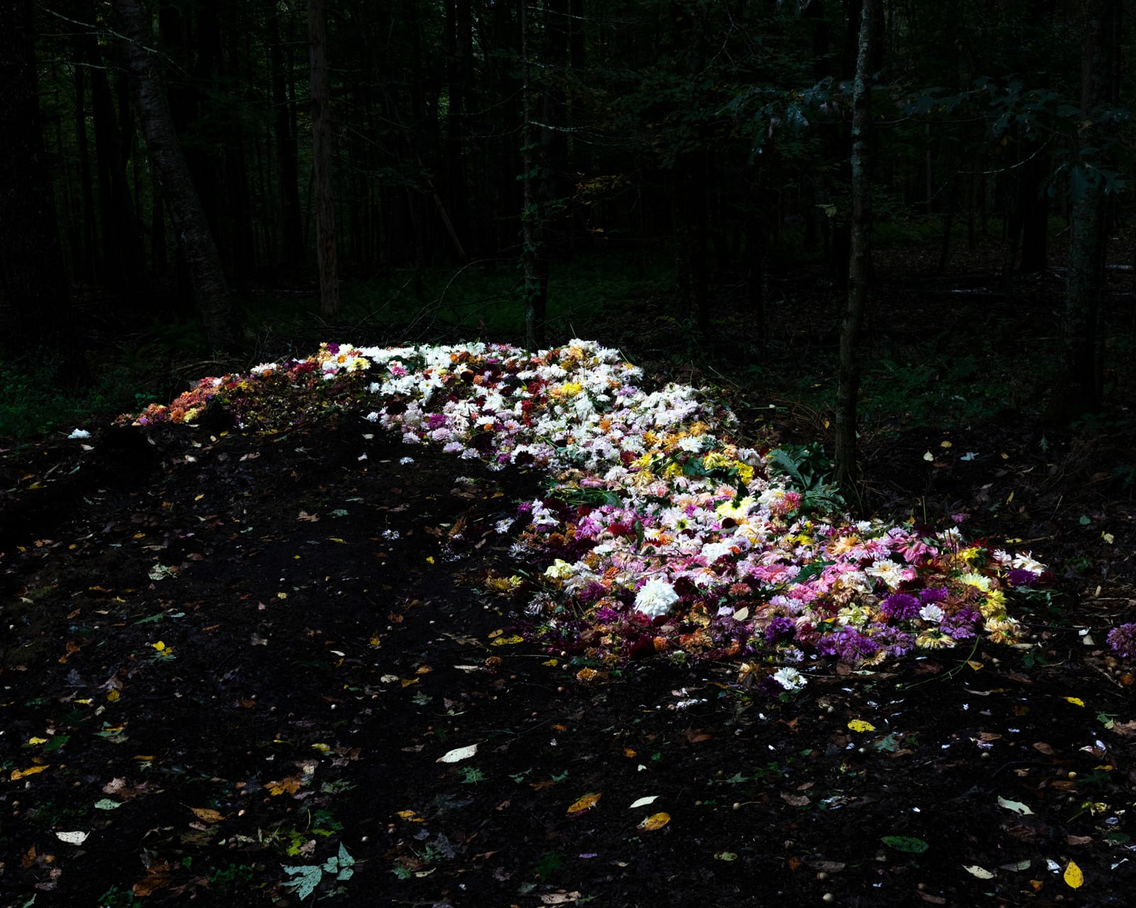 Cig Harvey, The Compost Heap, Camden, Maine, 2020.