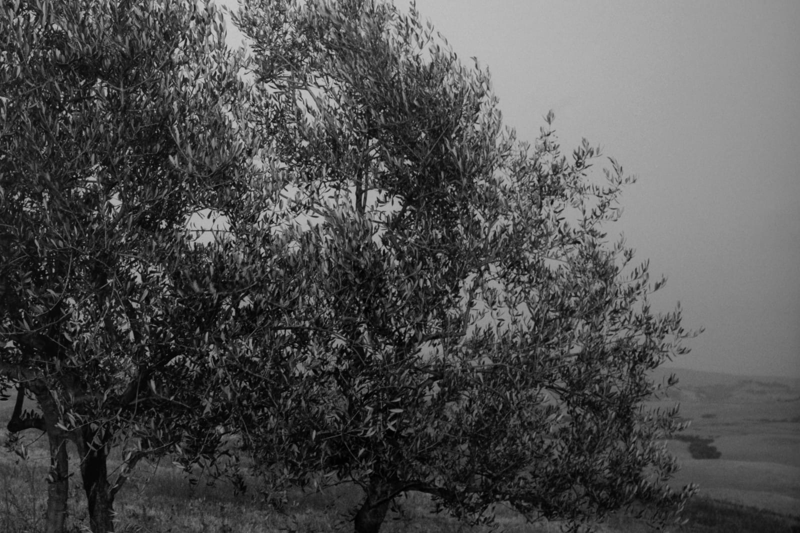 Eurico Lino do Vale, Volterra XII, 1997