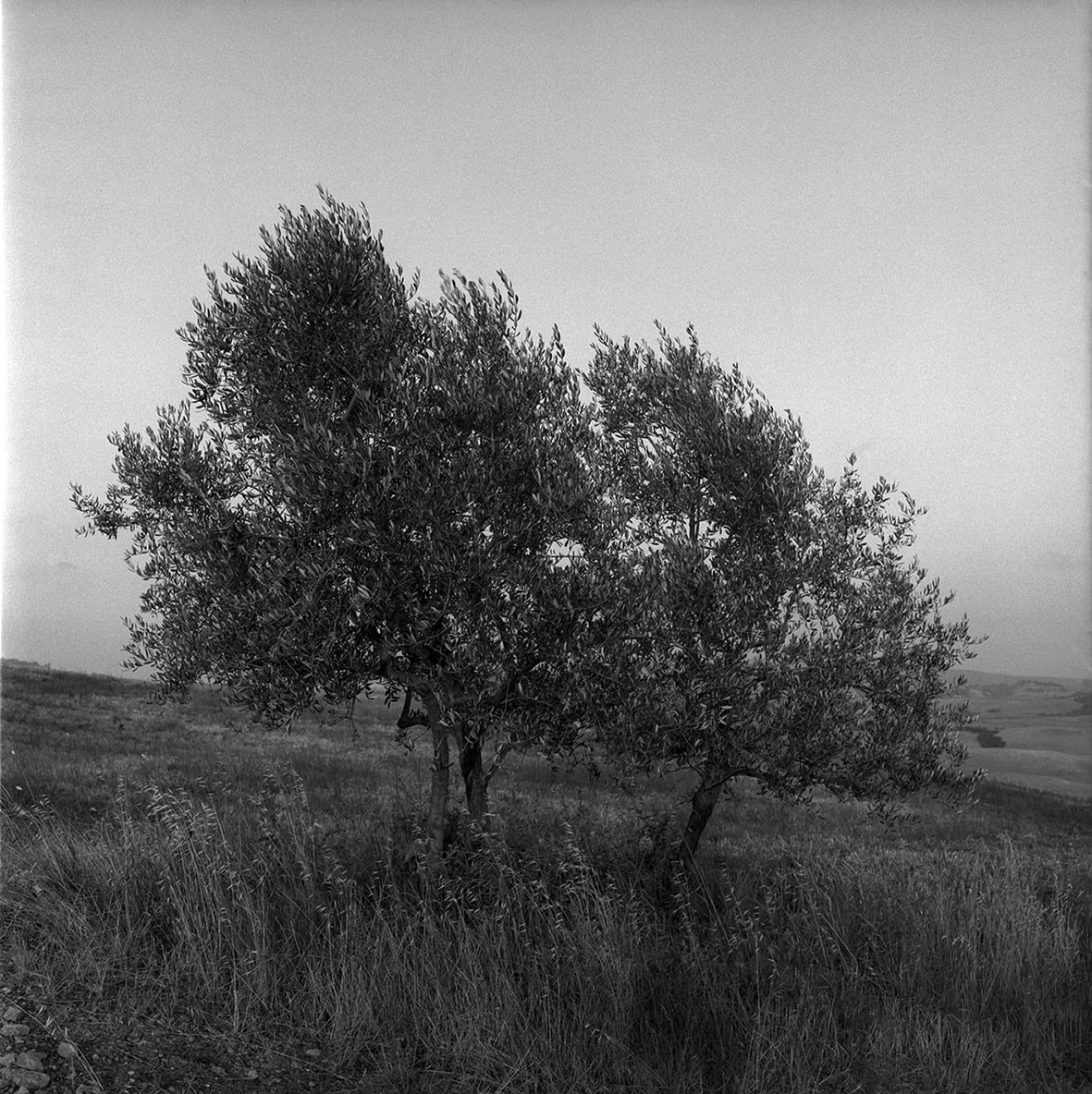 Eurico Lino do Vale, Volterra XII, 1997