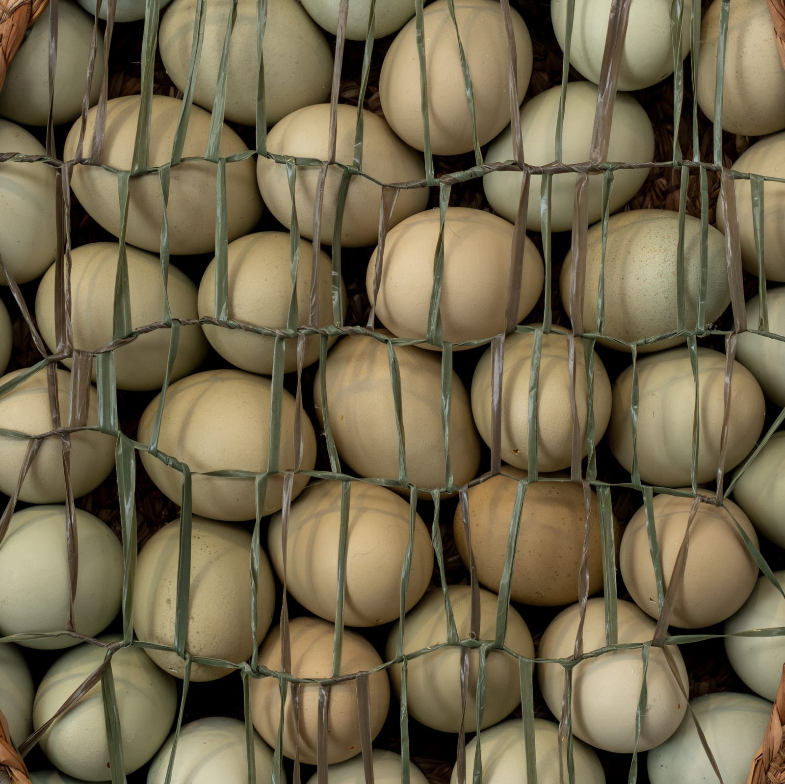 Dan Coopey, 4 douzen minus 1, 2025