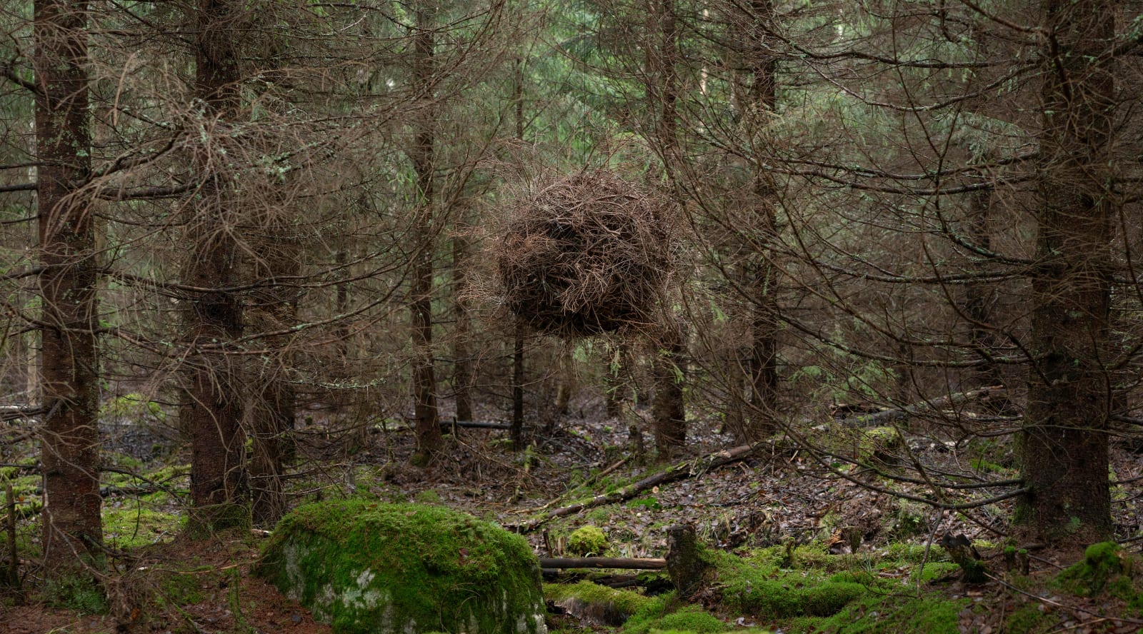 Antti Laitinen, Wanderer, 2024