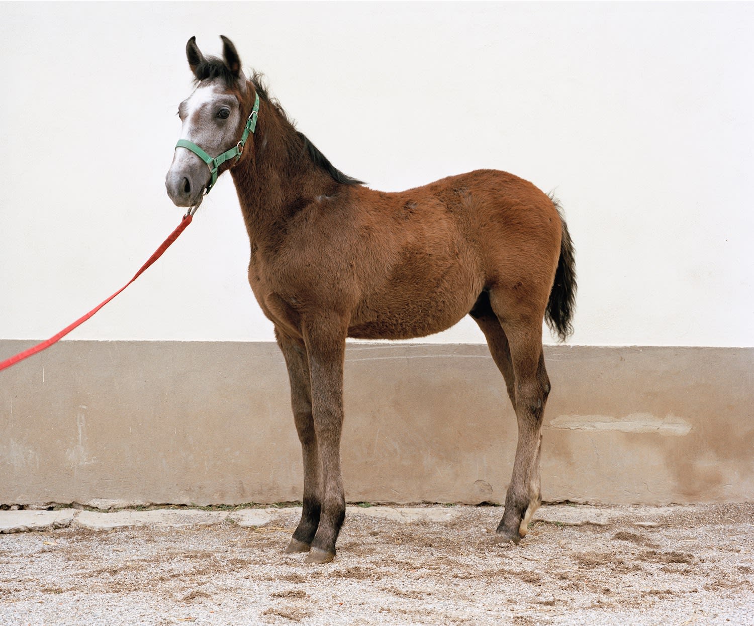 Salla Tykkä, 610 Mestoso Steaka XIX 30.4.2009, 2017