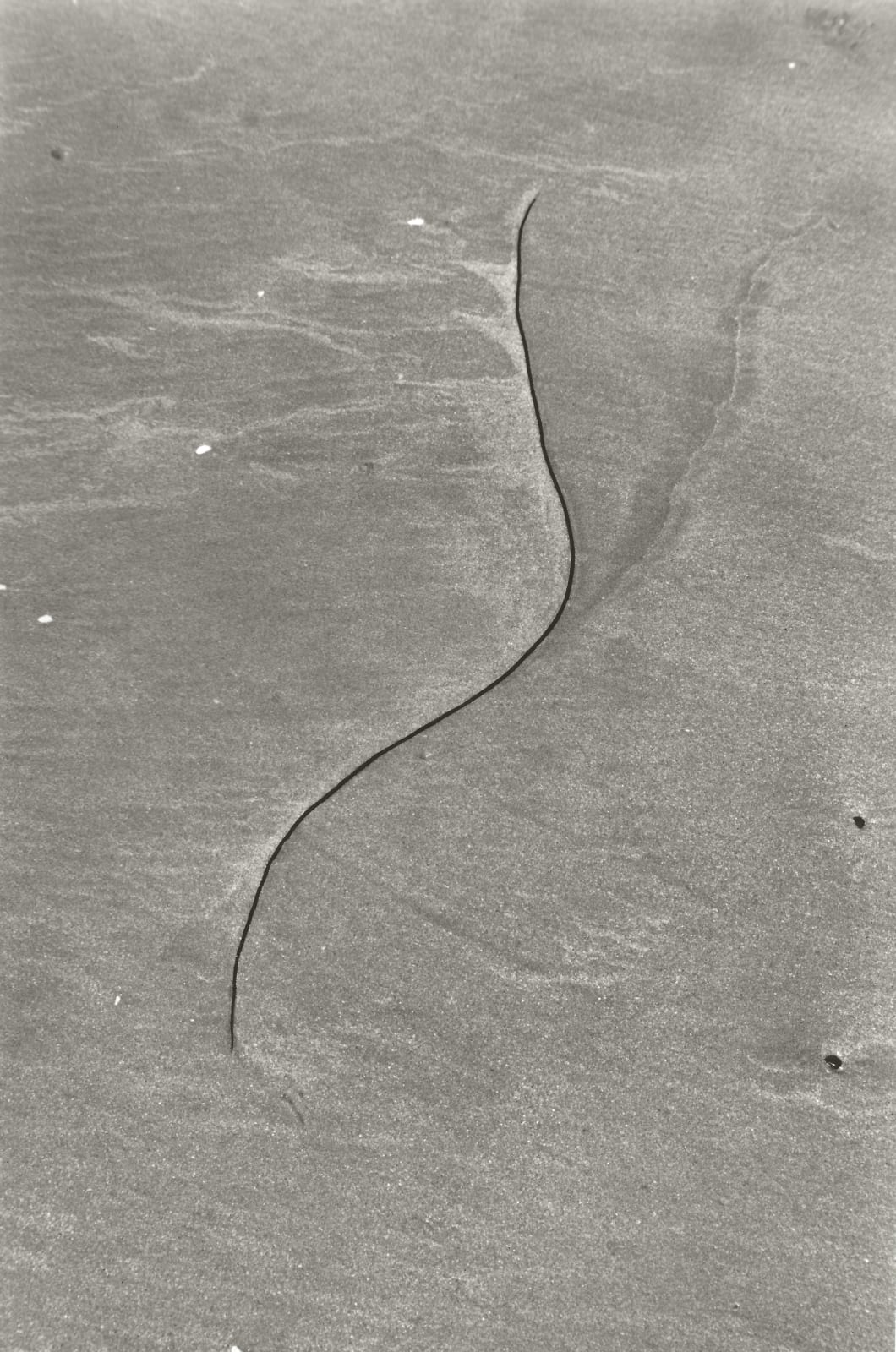 Mathilde Cazes, Vertebrate I , 2020