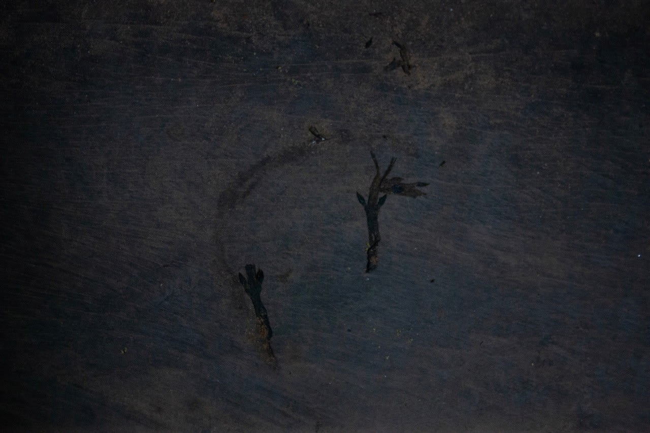 Phu Lang Sa Collabtive, Maya de Vulpillières, Angkor Vat, Cambodia, 2023