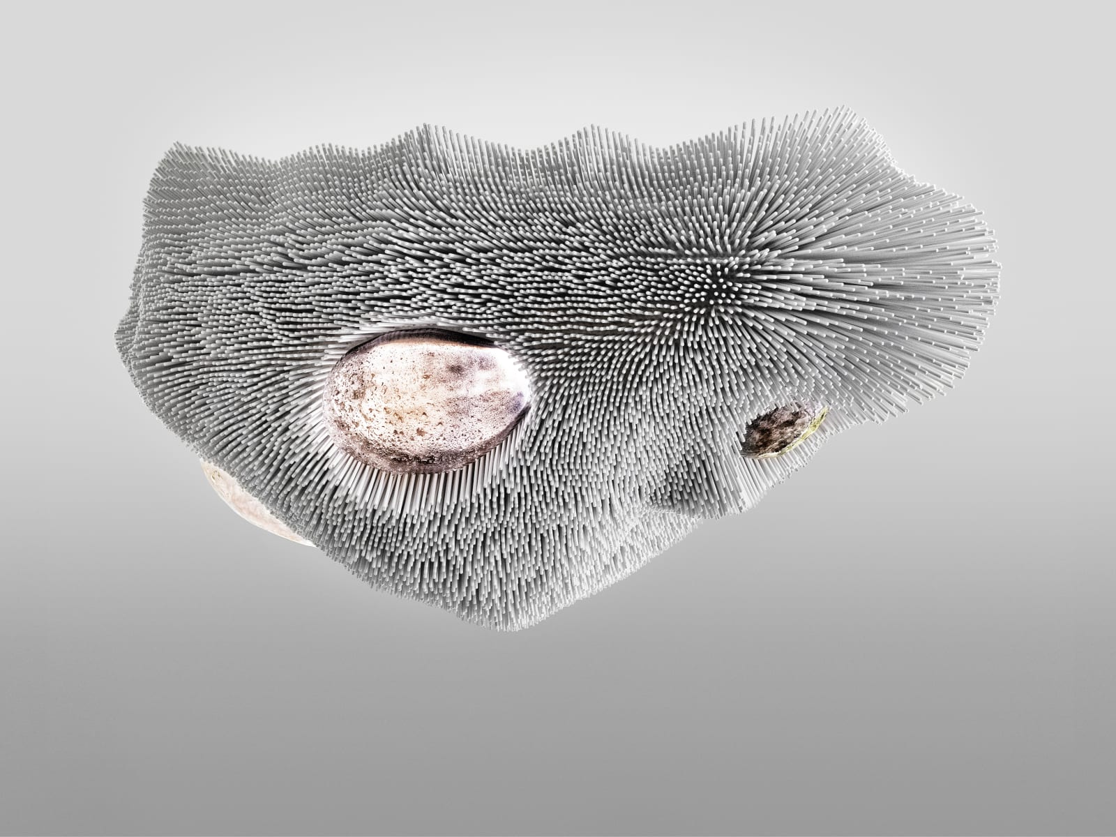 Pia Maria Raeder, Sea Anemone 16