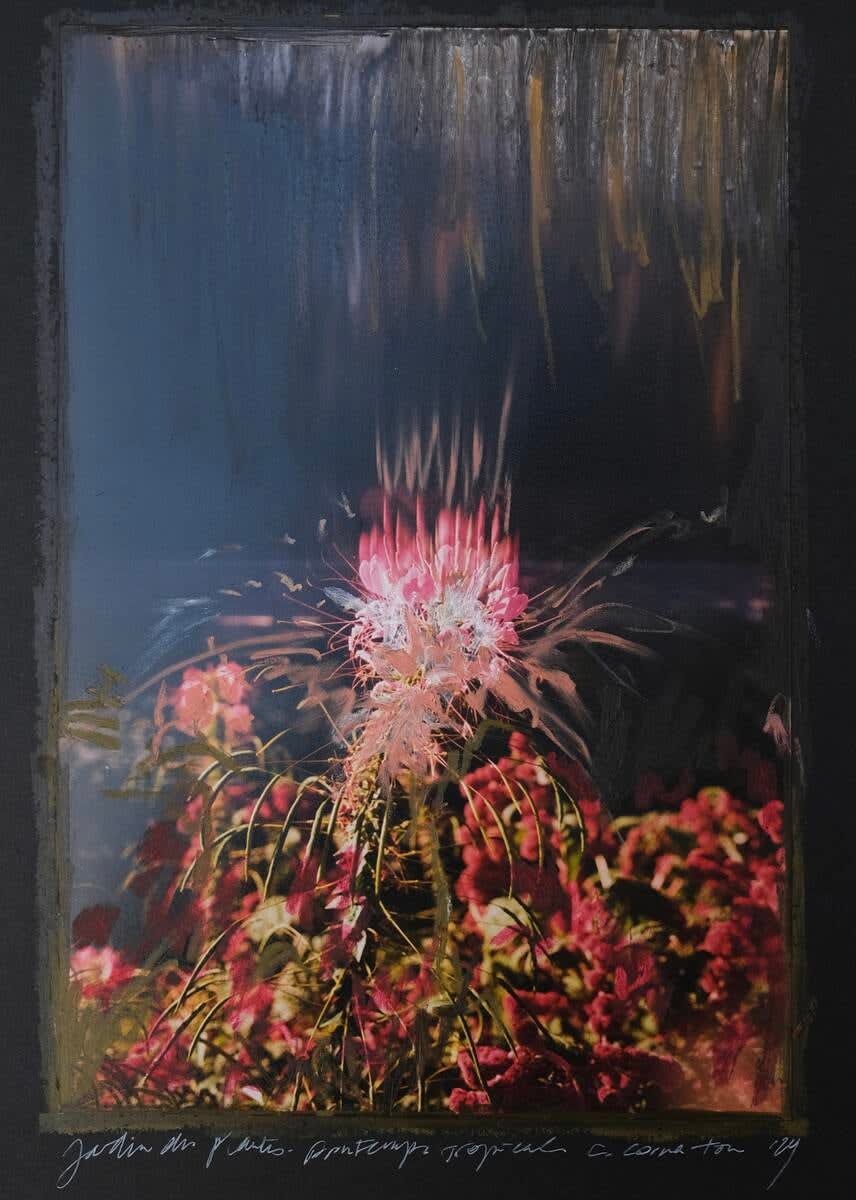 Charlotte Cornaton, Amaranthus XVI