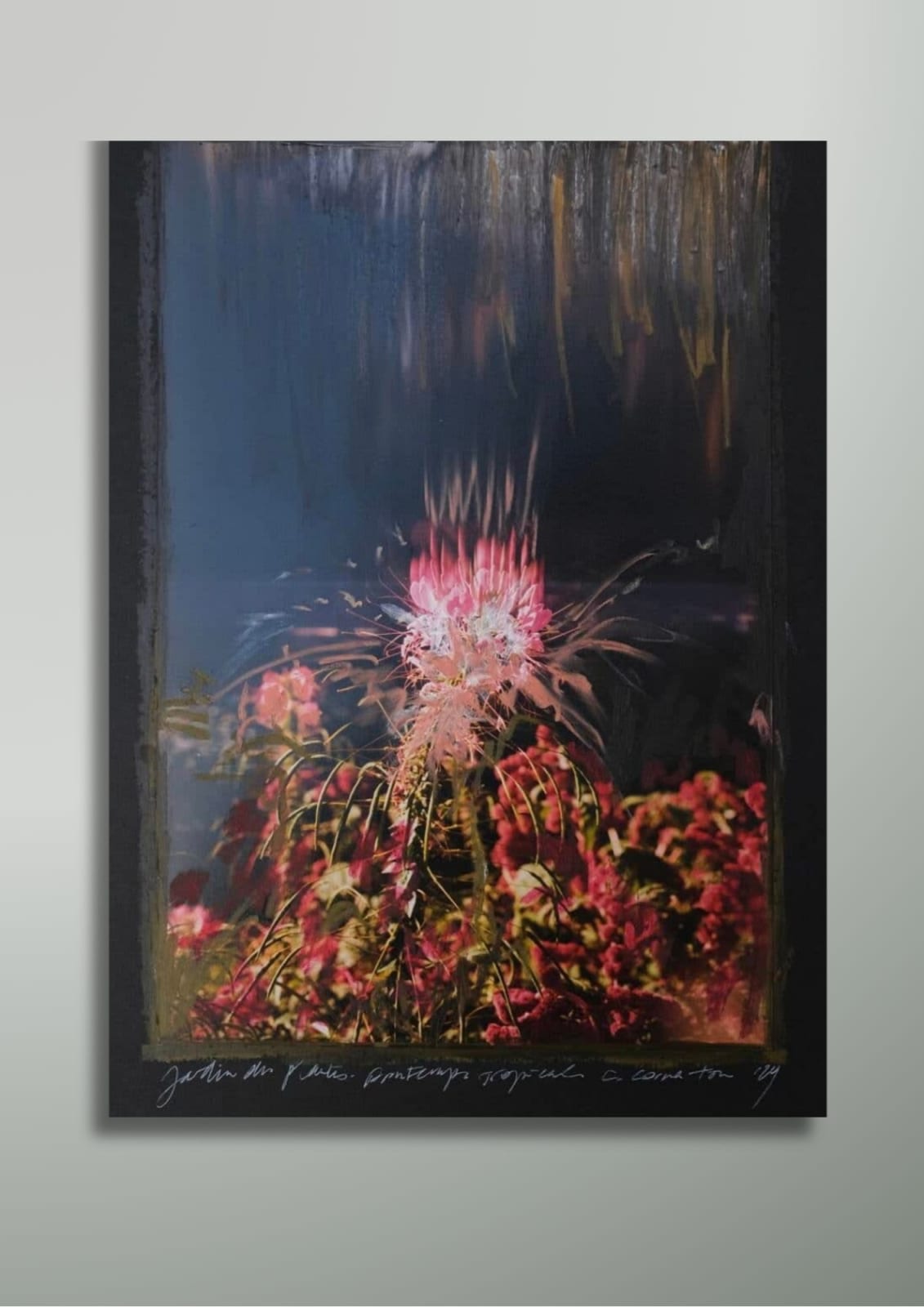 Charlotte Cornaton, Amaranthus XVI