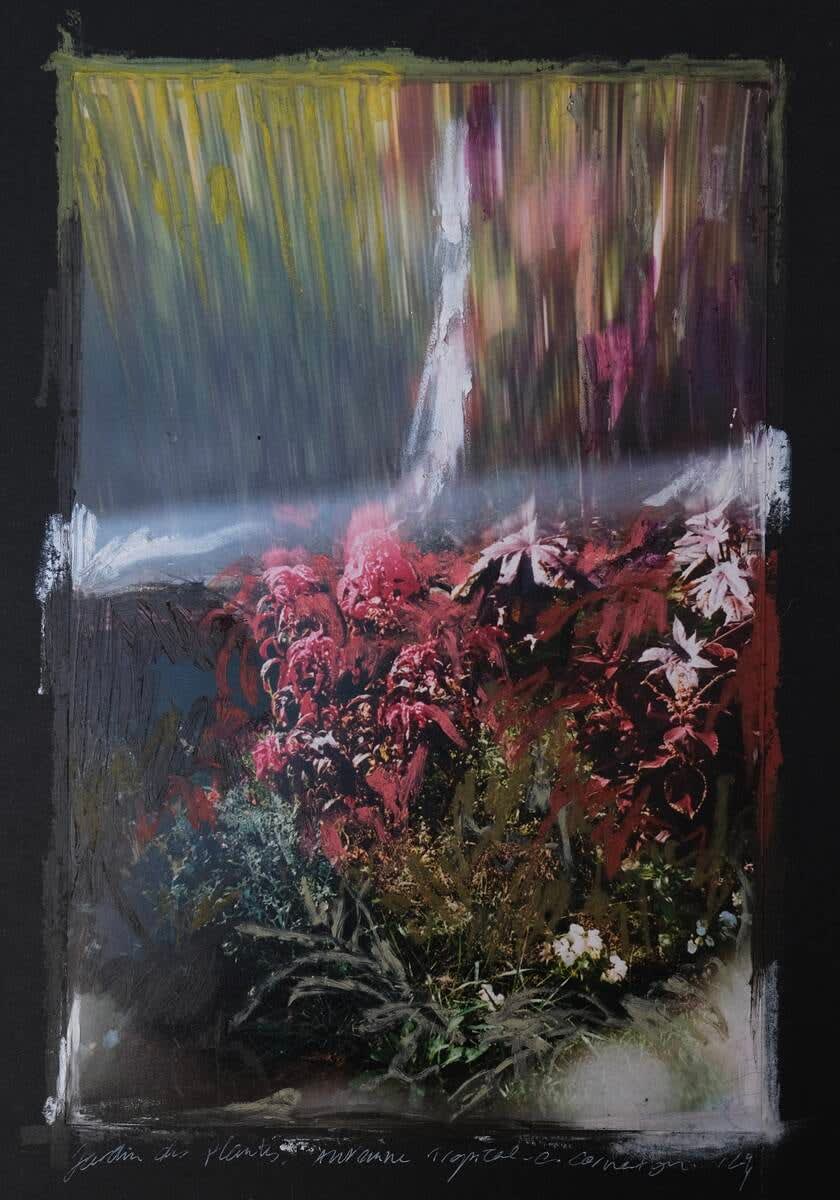 Charlotte Cornaton, Amaranthus XIII
