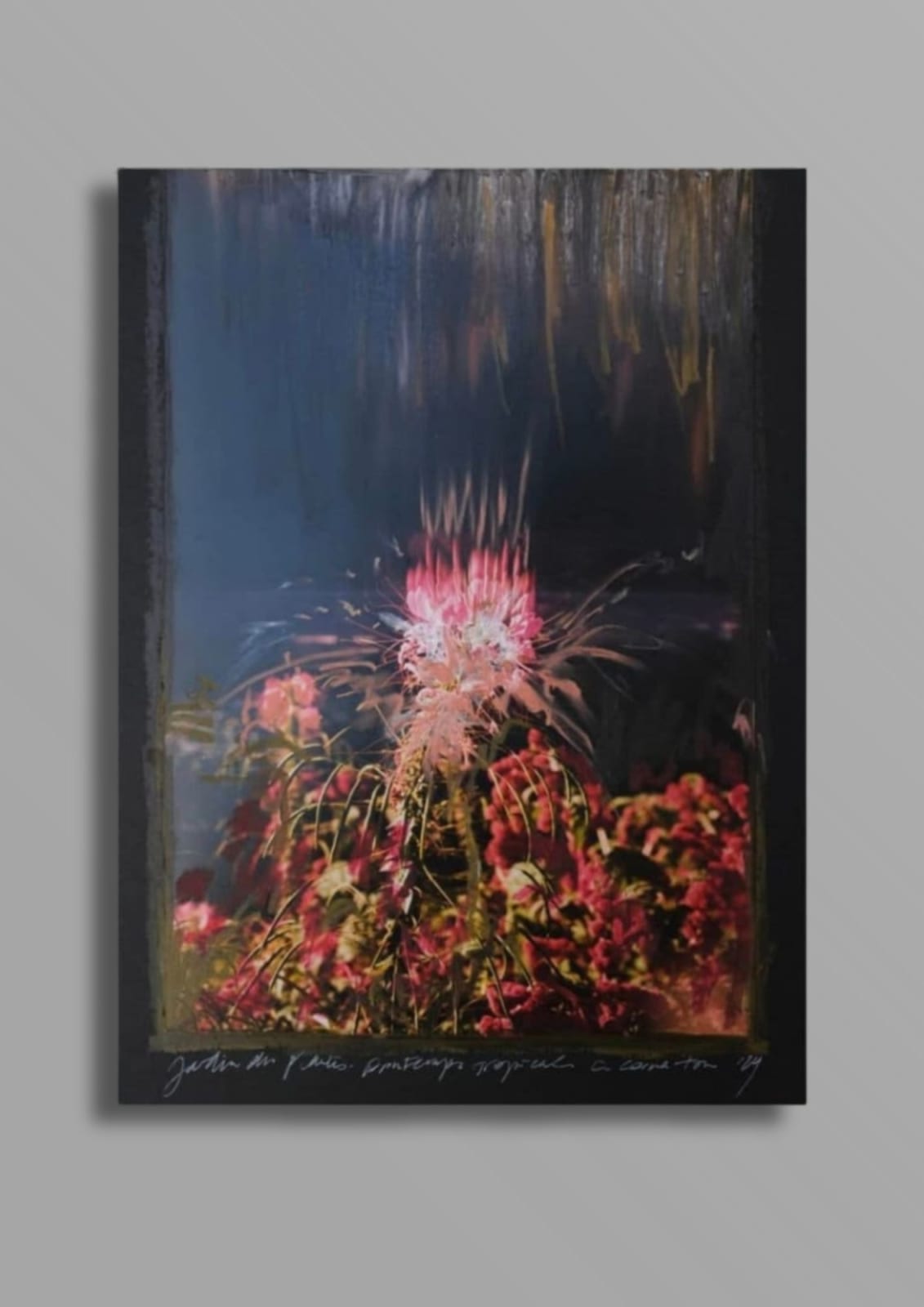 Charlotte Cornaton, Amaranthus XVI