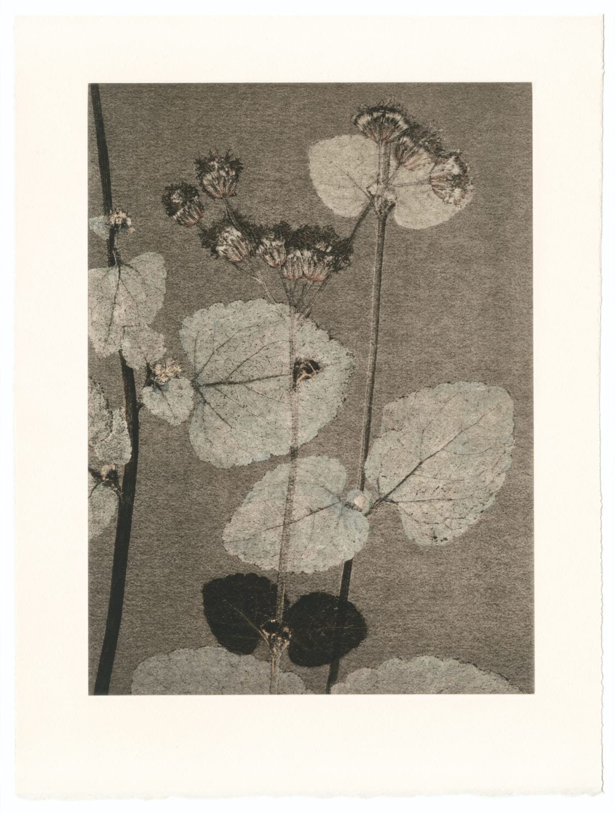 FLORE, Un jardin pour Eugène D. #04, 2022