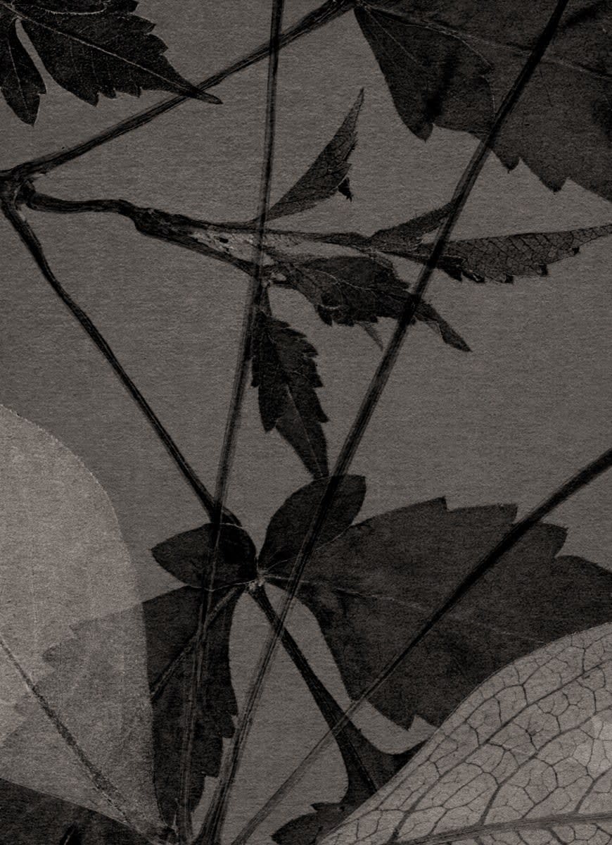 FLORE, Un jardin pour Eugène D. #01, 2022