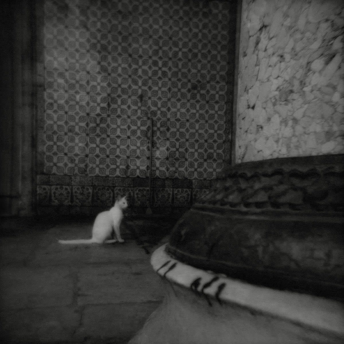 FLORE, Caminin Kedi, 2009