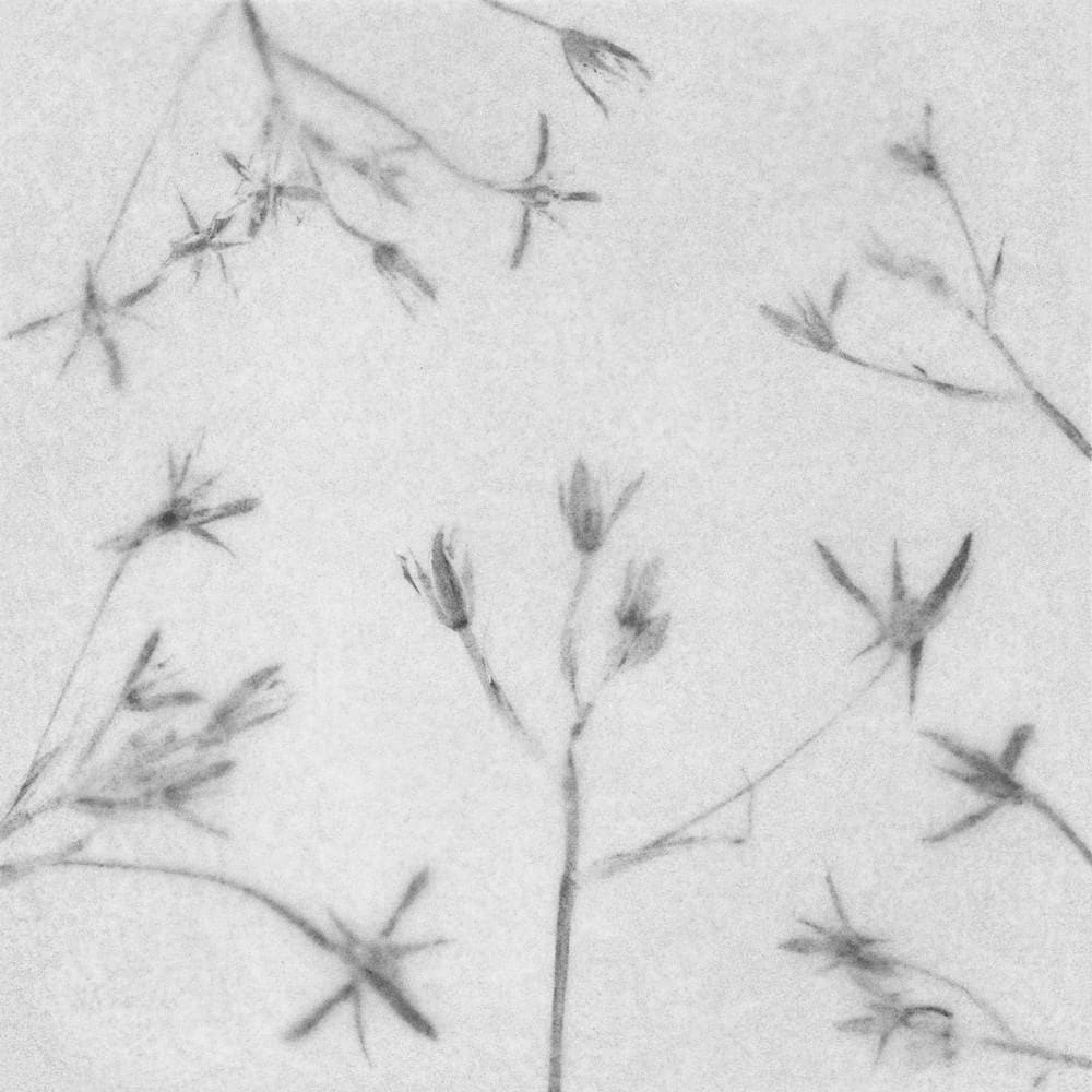 FLORE, Sans titre , 2024