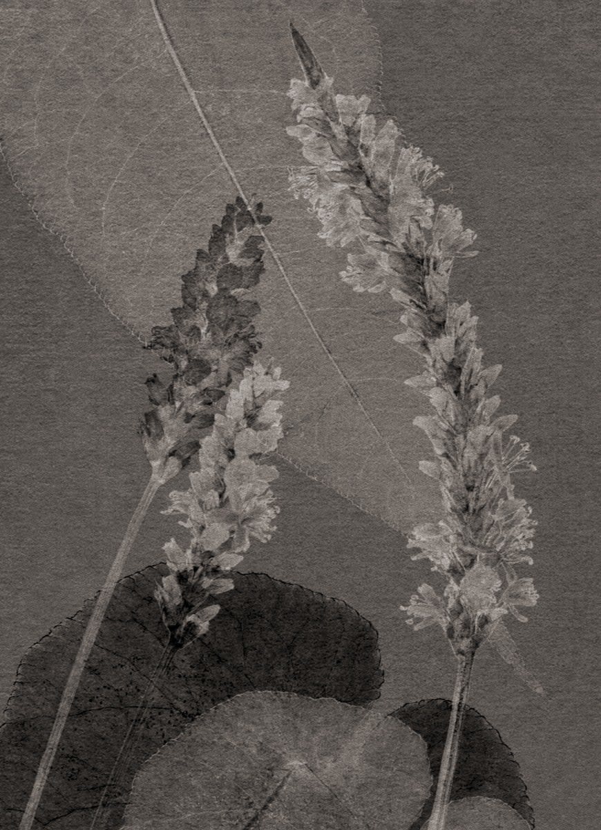 FLORE, Un jardin pour Eugène D. #07, 2022