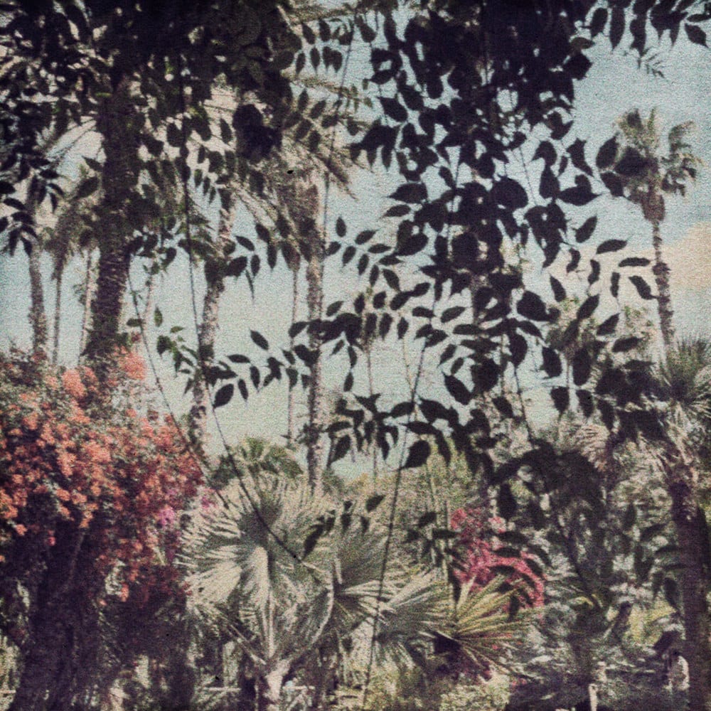 FLORE, Souvenir du Douanier Rousseau, 2019