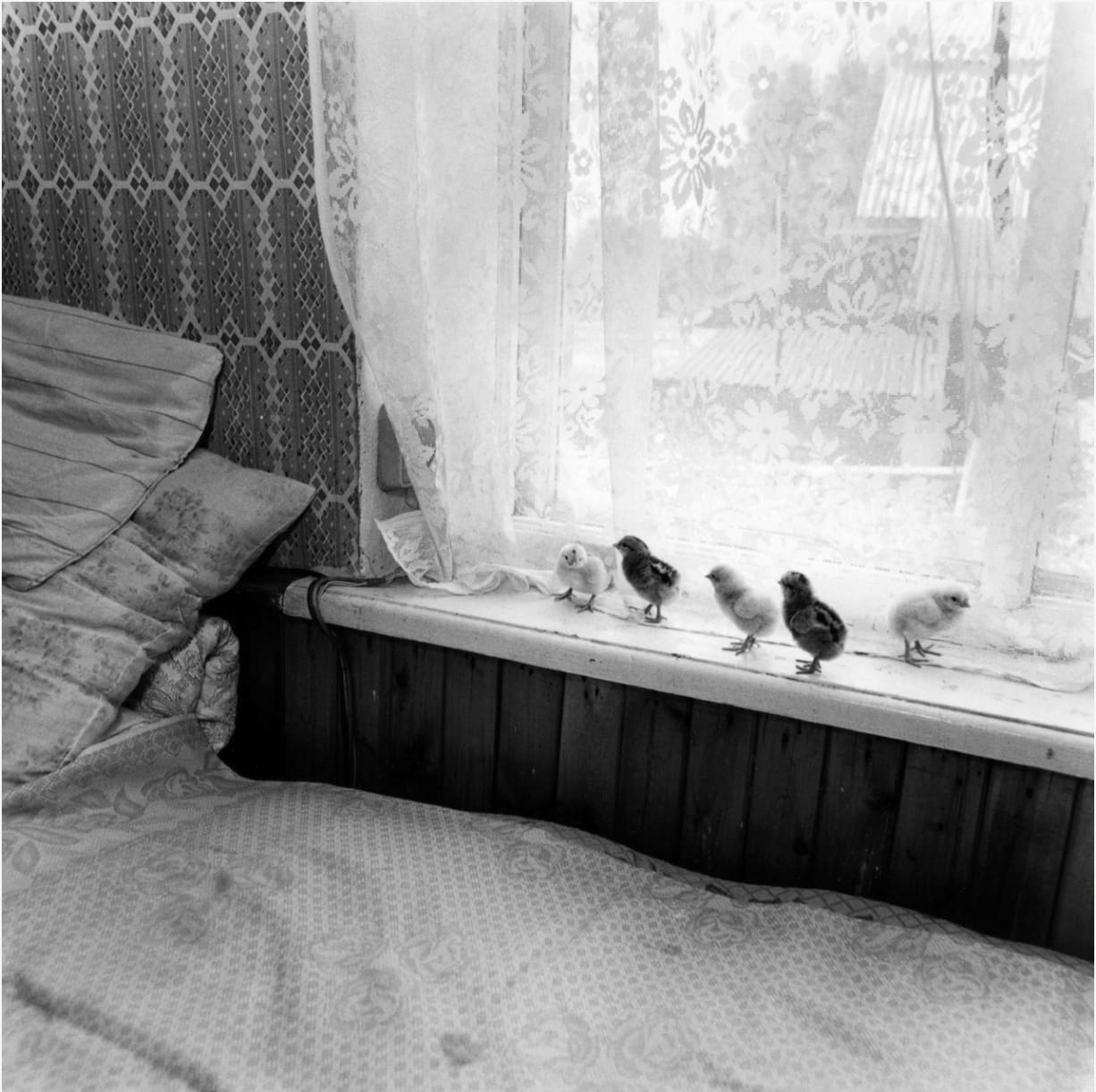 Anne Rearick, Chicks, Almaty, Kazakhstan, 2006