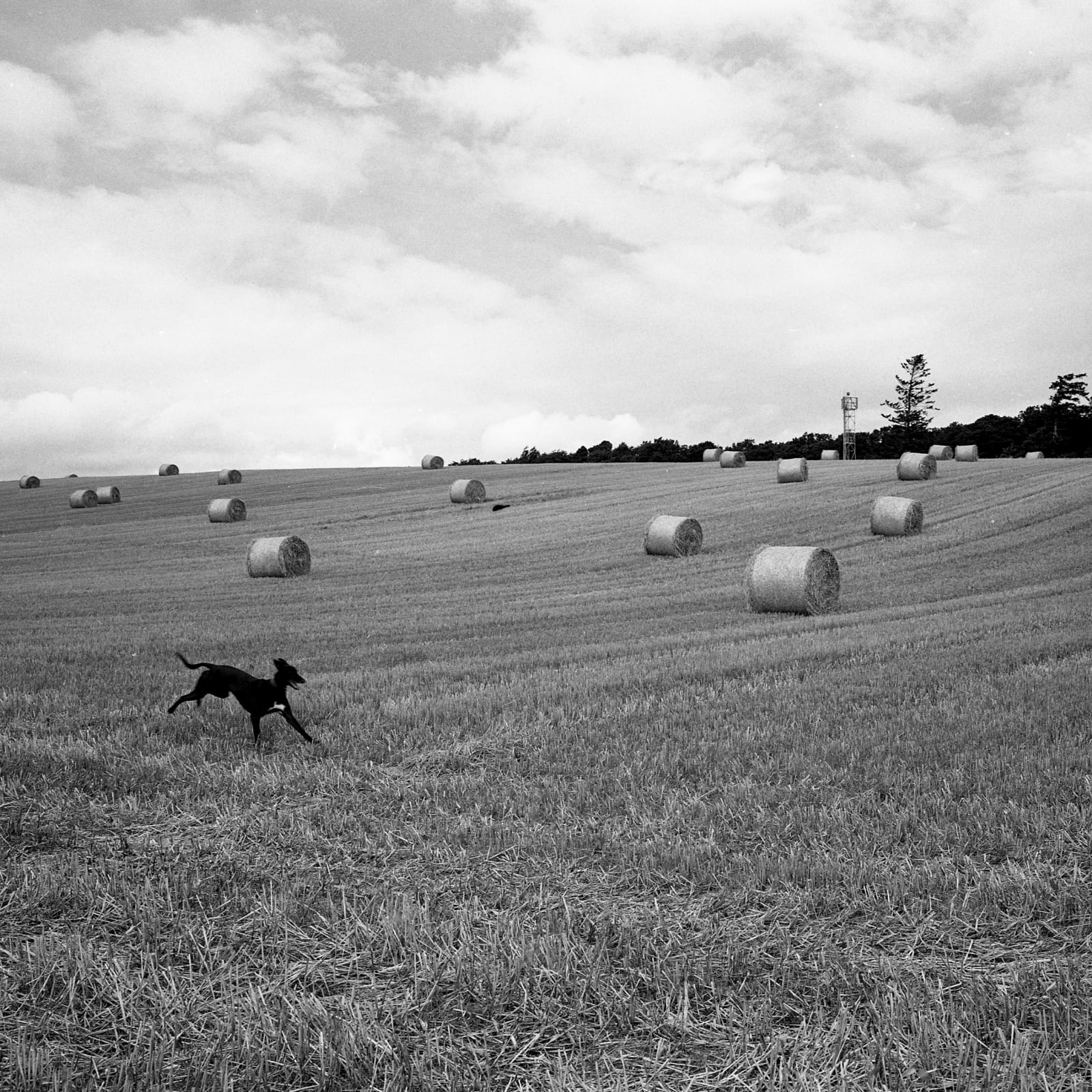 Anne Rearick, Black Dog, Newlands, Scotland, 2000
