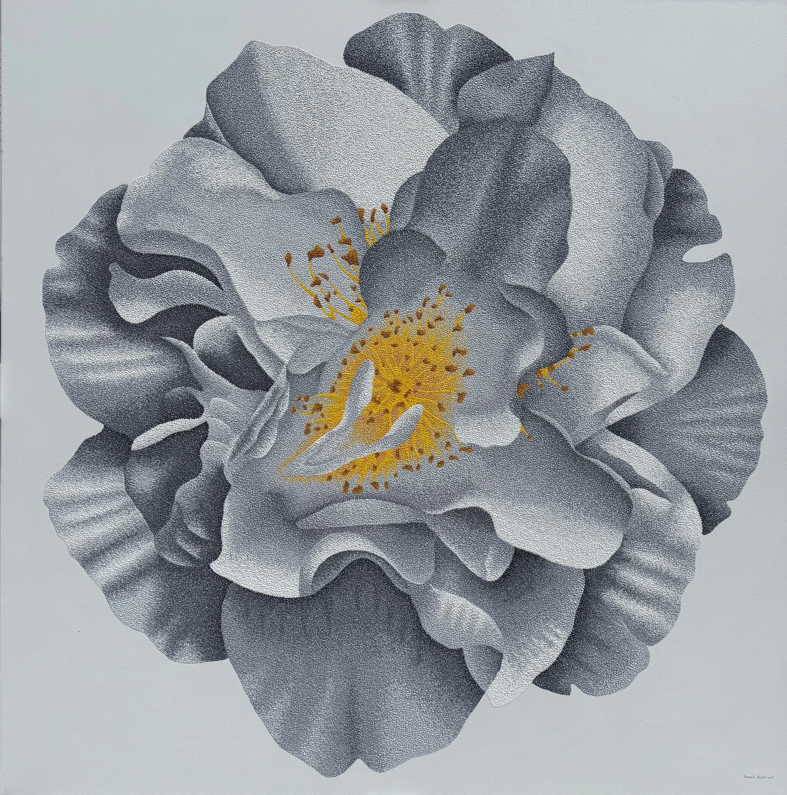 Jonah Waterous, Camellia #0180, 2025